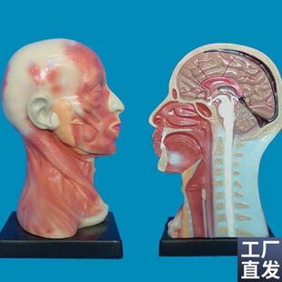 包邮人体头.颈.面局部v解z剖模型头颅解剖模型人体模型