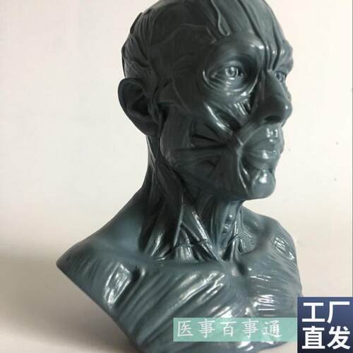 设计绘画CG参考医用头骨胸像艺用人体肌肉骨骼R解剖结构模型美术
