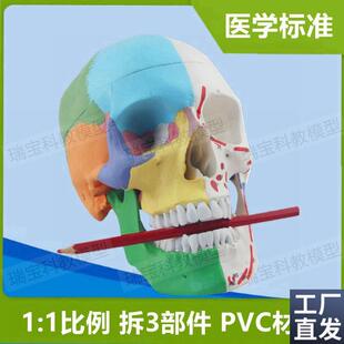 人体头骨模型f仿真1:1自然大PVC财主骨缝线颅骨结构下颌骨口腔牙