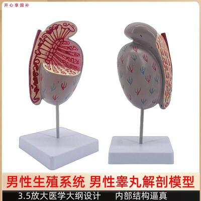 男性睾丸解剖模型睾丸结构模型生殖泌尿k模型男性生殖器解剖模型