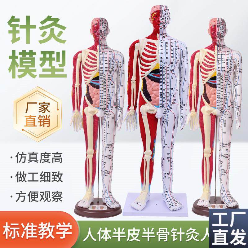 80cm半皮半肌肉解剖B60CM人体穴位模型经络按摩男女针灸中医教学,玩具/童车/益智/积木/模型,其他模型玩具,淘宝优惠券,粉丝福利购,淘宝优惠卷