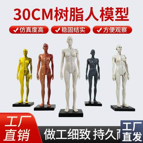 30cm艺用人体模型肌肉解剖结构骨L骼解剖CG解剖模型男女