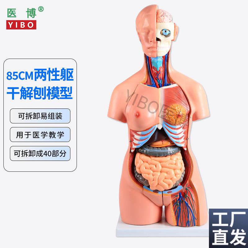85CM两性躯干解刨模型可拆卸40件男女性x躯干及内脏器官拆卸模型
