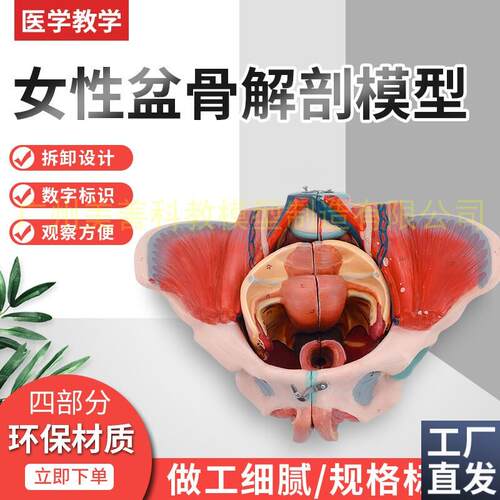 女性骨盆附生殖器官解剖模型女性骨盆带血管神V经模型骨盆模型