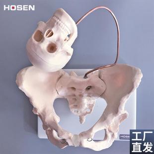 女性骨盆模型附胎儿头骨骼u妇产科助产分娩耻骨骶骨立体教学模具
