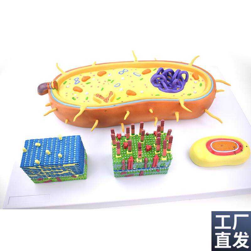革兰氏阳性菌革兰氏阴性菌球菌杆菌J螺形菌医学生物教具学校