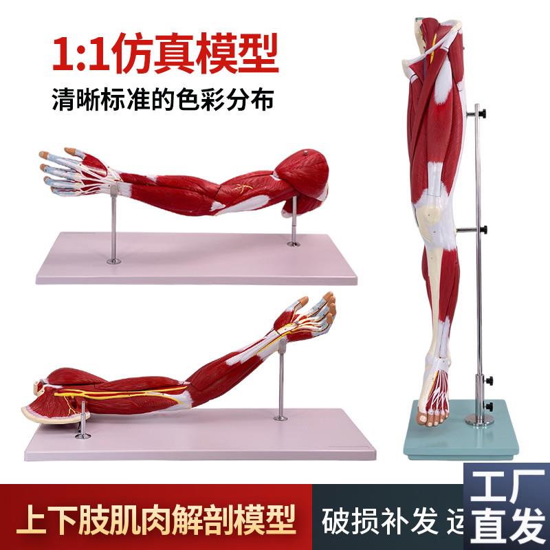医学人体自然大上G下肢腿部肌肉局部解剖模型运动康复运动健身教