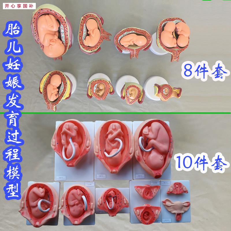 胎儿妊娠发N育过程模型8件套10件套医学教具人体骨骼医用婴儿生殖