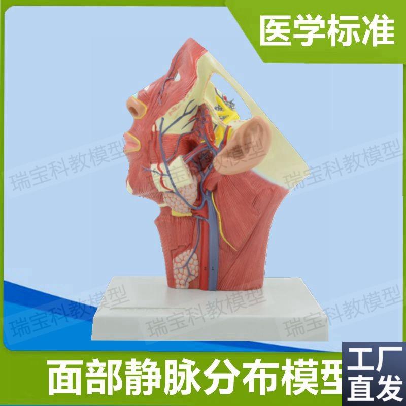 面部静脉分布模型颈部肌肉血管神经美容整形解剖教学局.部麻醉教