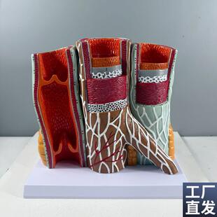 人体血管模型动脉静脉血管壁w解剖静脉瓣膜血管结构深静脉栓塞病