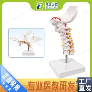 可弯曲颈椎模型颈椎带颈动脉后枕骨椎间N盘与神经模型骨架模型