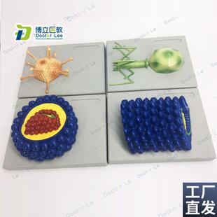 厂家直销微生物学病毒模型杆状病毒腺病毒噬菌体病毒W艾滋病毒学