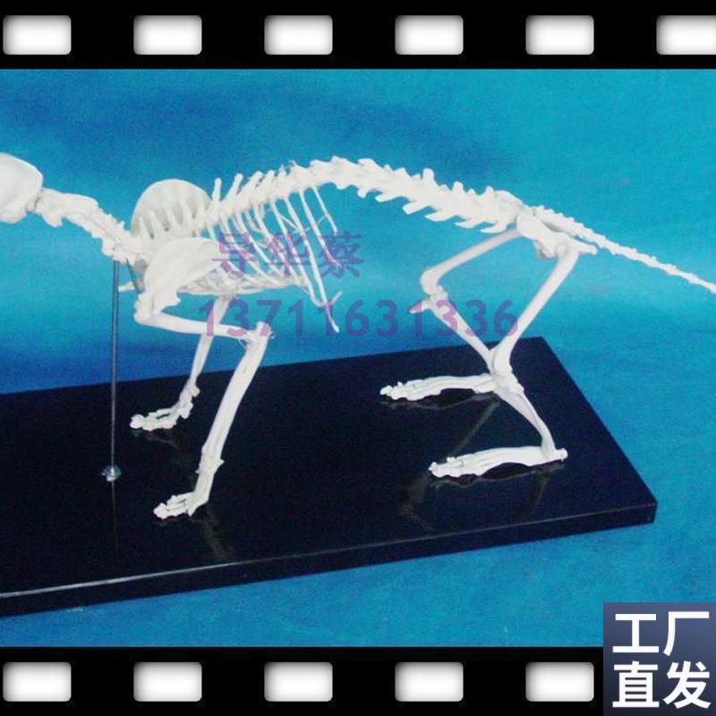 猫猫骨模型猫i科动物动物模型动物标本动物猫骨骼骨科器械