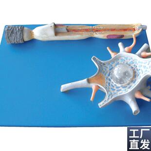 神经元放大模型A18001X/解剖模型