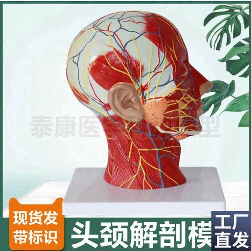 面部微整形模型浅层肌肉血t管神经头颅结构鼻咽喉口腔咽扁桃体喉