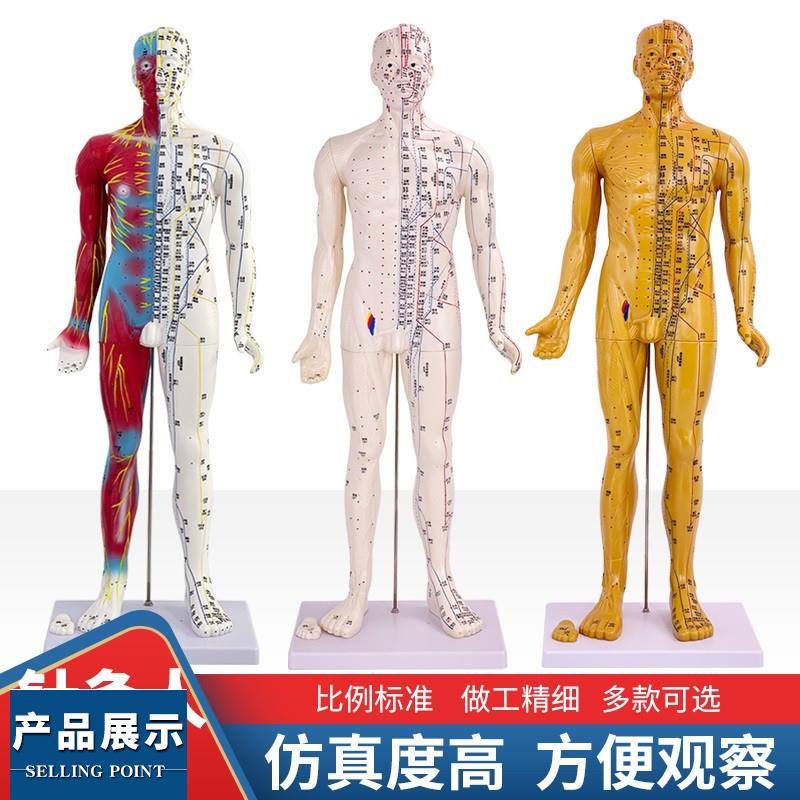 60 85CM中医人体针灸十二经络穴位模型标准全身小铜人教学模特图