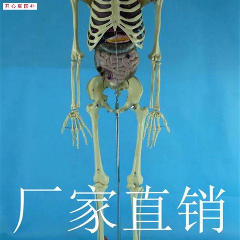带内脏170cm人K体骨骼模型1:1人体骷髅骨架模型医用人体标本模型