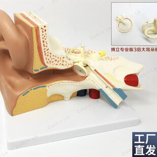 放大3倍耳解剖模型人体耳朵模型内耳耳蜗半规Y管鼓膜颅骨底