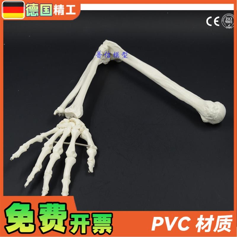 德国】人体骨骼上肢骨成人手臂肱骨尺桡骨1比1手骨模型可弯曲