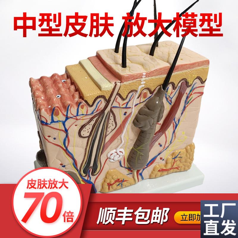 皮肤结构放大模型组织层次立体构造微整形美容医学X教学模具玩具