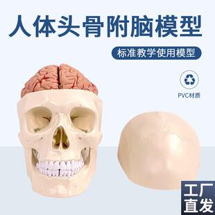 头颅附脑动脉模型颅脑动脉血管大脑解剖头骨模型1:1大.脑解剖科教