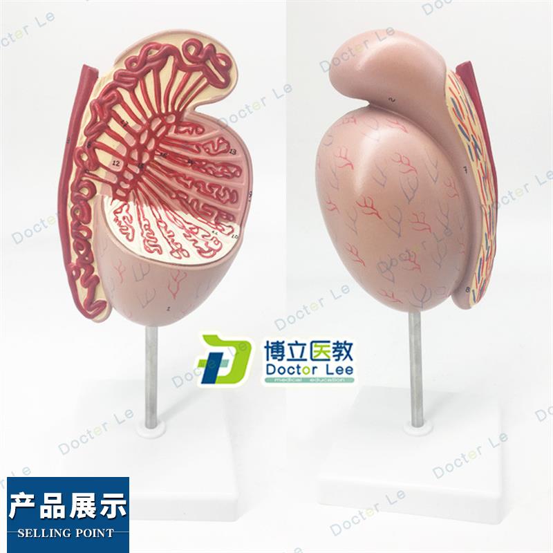 男性生殖系统睾丸结构解剖模型医用计生演示生殖科泌尿科男科教学