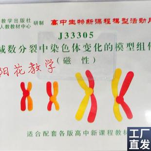 向阳花减数e分裂中染色体变化模型组件初高中生物器材