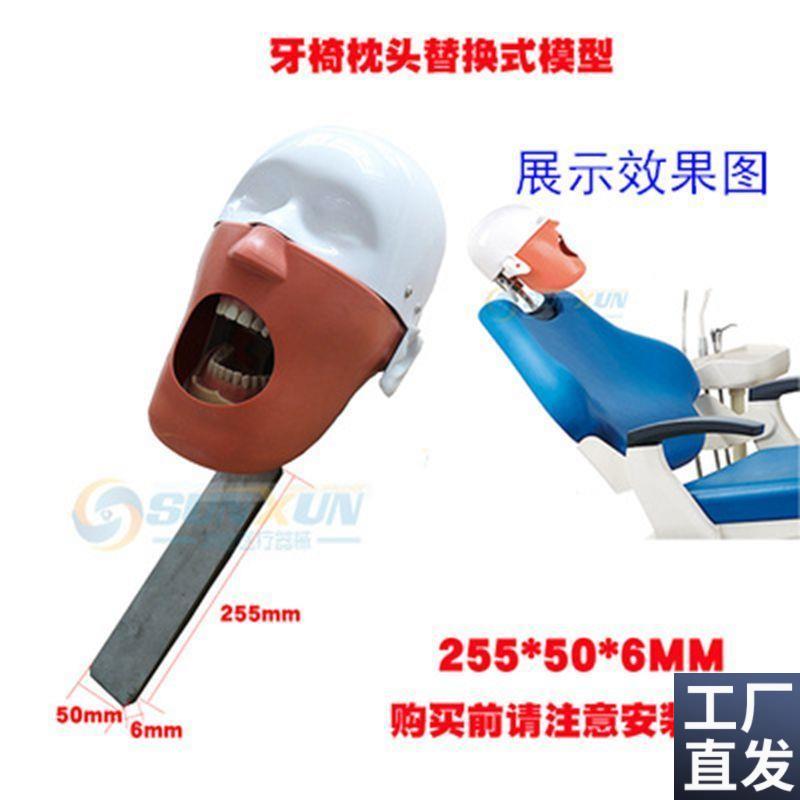 牙科仿真头模口腔简易头模可放牙椅练习备O牙头颅模型拆换牙齿
