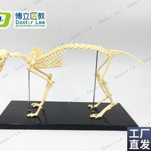 猫骨架动物骨骼动物骨架兽医F教学教具宠物医学教仪模型