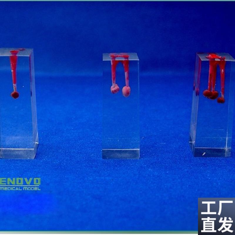 颐诺正品口腔f科实习用根管模型牙体牙髓学根管充填和窝洞制备
