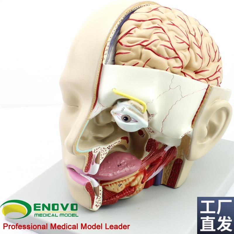 颐诺正品人体医用颅脑矢状窦解剖大脑解剖L模型口腔耳鼻咽喉模型