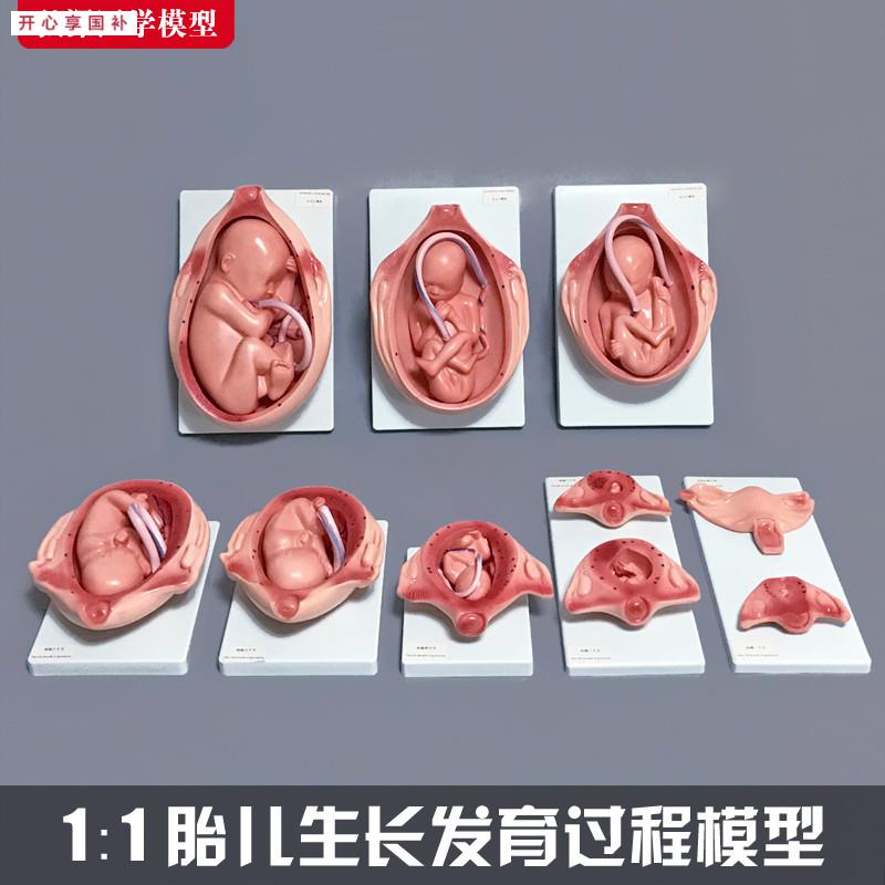 胎儿生长发育过程S模型女性怀孕妊娠十月分娩妇幼保健妇产科学1比