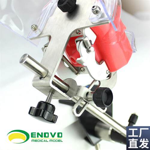 ENOVO颐诺口腔仿生头模系统牙医齿科教学系统备牙齿模Z型教学仿头