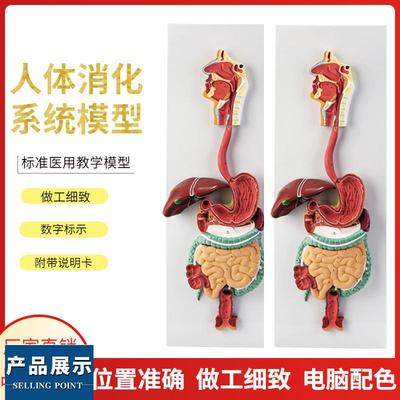人体消化系统模型 消化道胃剖面 鼻咽喉 胃解剖模型肛肠科大小肠