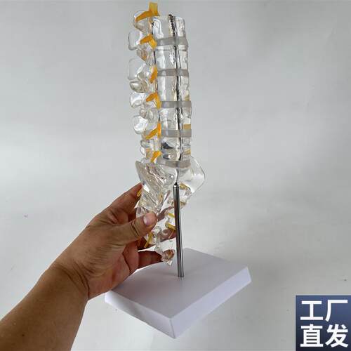 透明腰椎带尾骨模型椎间盘脊神经骶骨尾椎骨脊椎S脊柱骨科立体教