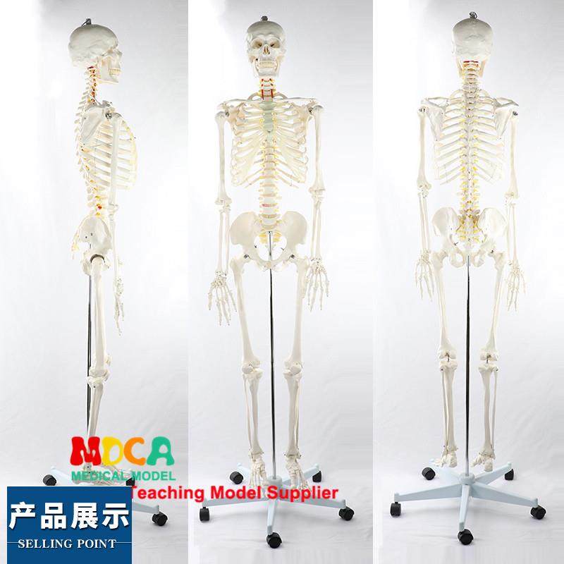 170CM人体骨骼模型脊神经白色骨架瑜伽医学医用教学用具MGG304,玩具/童车/益智/积木/模型,其他模型玩具,淘宝优惠券,粉丝福利购,淘宝优惠卷
