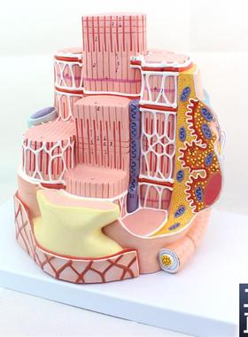 ENOVO颐诺人体骨骼肌纤维模型显微解剖模型骨骼肌结构MICROa.nato