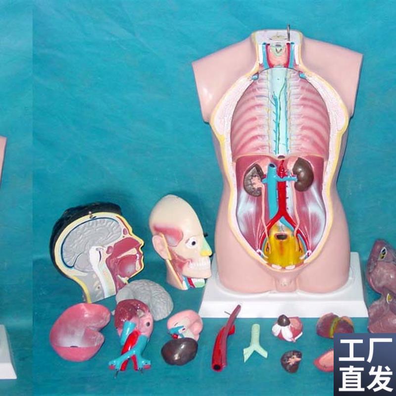 85CM人体g内脏解剖人体构造内脏模型人体模特人体模型