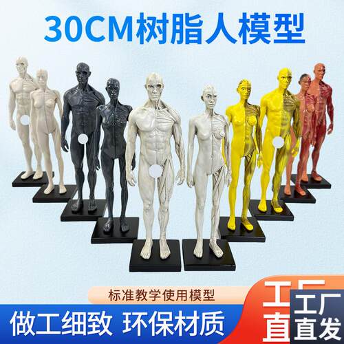 30cm艺用树脂肌肉人骨骼解剖人体模型结构美术CG绘.画雕塑教学