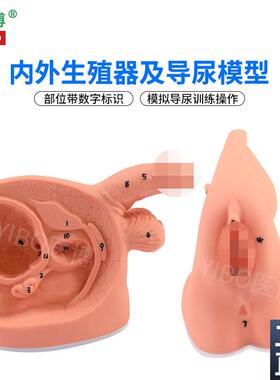 医博BIX-H5Dh/6D男女性内外生殖及导尿模型男性生殖器解刨模型女