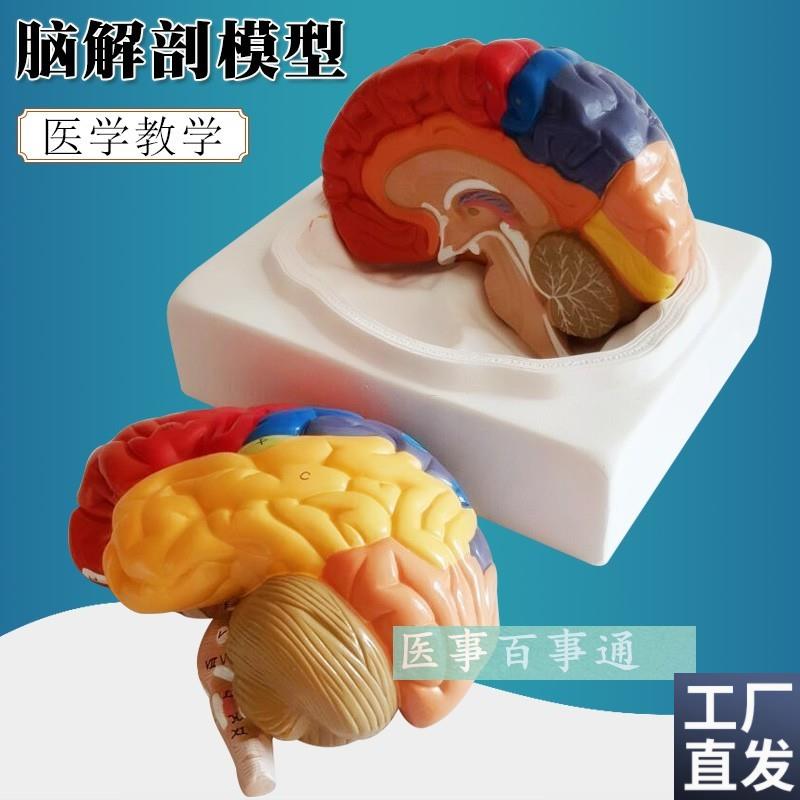 医学教学人脑模型人体脑色分带血管八件套,人体脑U解剖模型脑模型