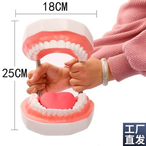 牙齿模型牙医教学刷大假牙备牙幼儿园练习S儿童牙科口腔摆件