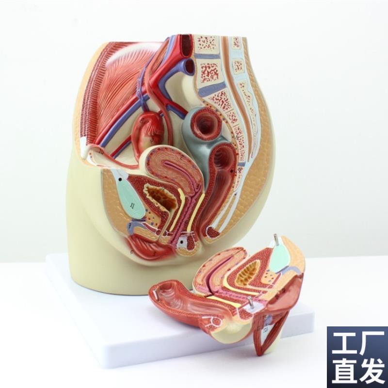CY正品女性i盆腔解剖生殖泌尿子宫女性骨盆教具模型