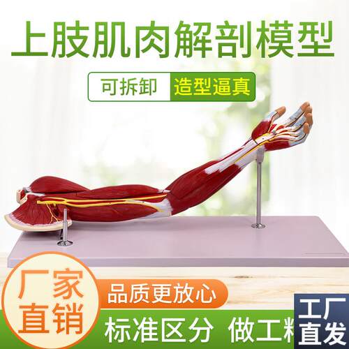 医学人体下肢肌i肉血管神经模型腿部运动系统自然大上肢肌肉解剖