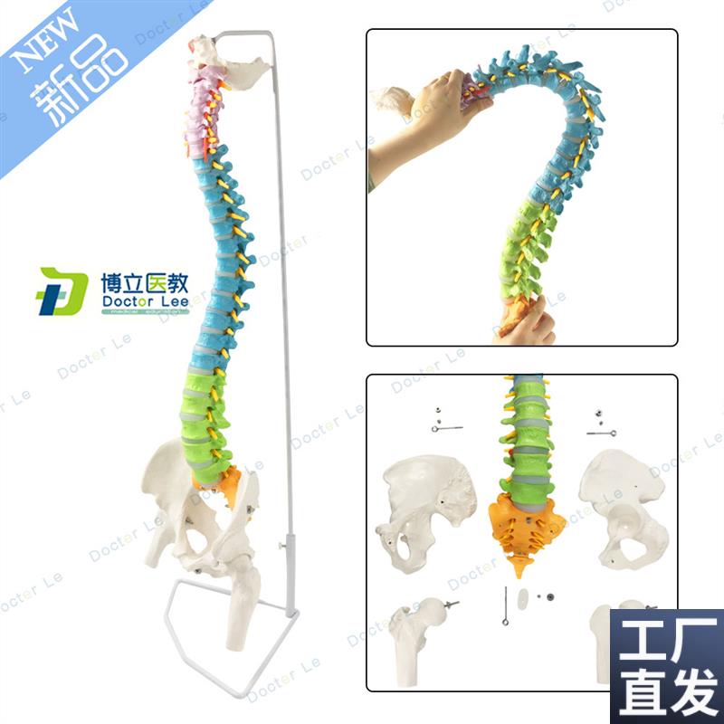 正骨彩色椎体人体脊柱模型人体骨骼模型大脊椎成人1V:1带胸椎骨盆