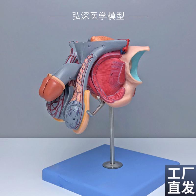 A15102男性生殖器官结构模型膀胱矢状切面5部件R72个部位指示标志