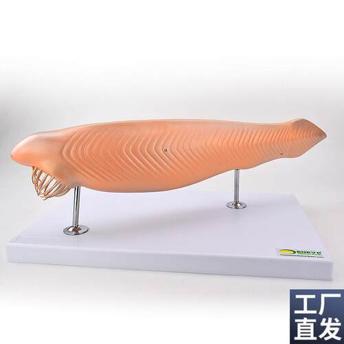 ENOVO颐诺文昌鱼模型蛞蝓鱼脊Z索动物模型