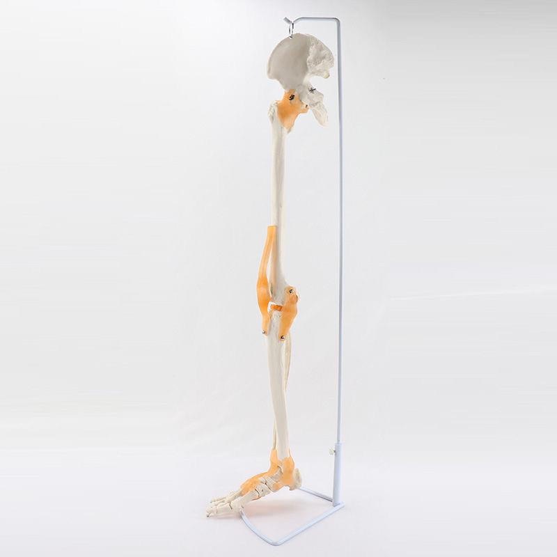 人体下肢模型髋关节韧带膝关节膝盖活动弯曲脚足骨四e肢仿真骨科