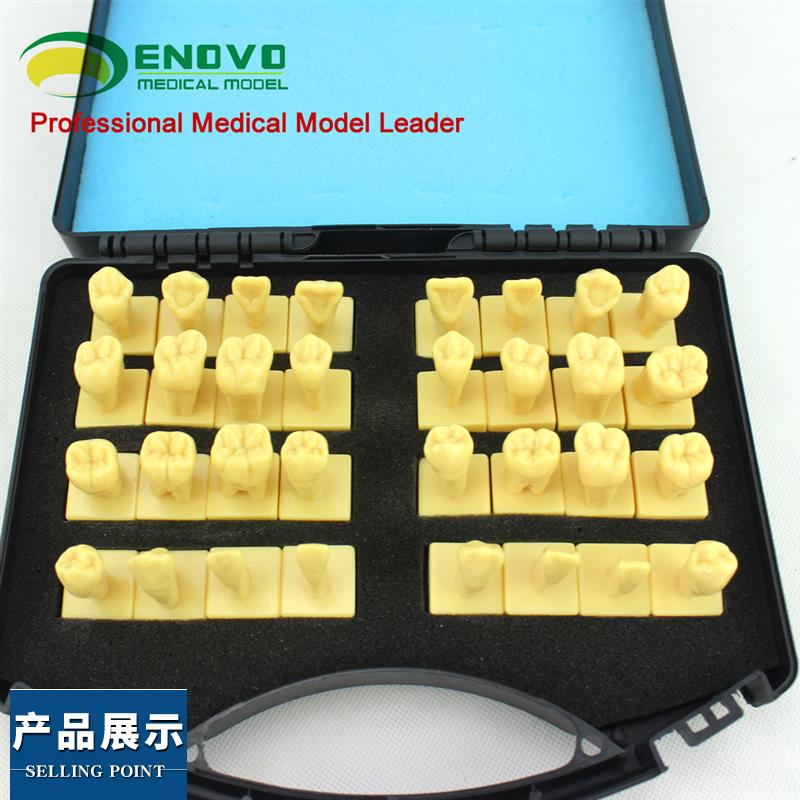 ENOVO颐诺 口腔3倍雕牙指导模型 牙颌面口腔教学牙体形态解剖雕刻