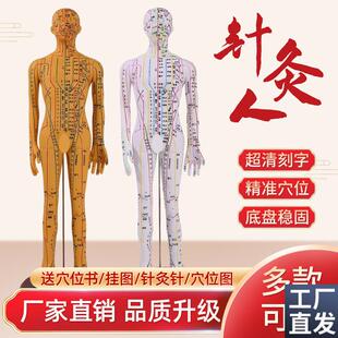针灸穴位人体模型经络穴位模特图全身中医十二铜人U扎针练习小皮